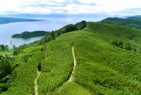 PT Toba Pulp Lestari. (Dok. Tobapulp.com)