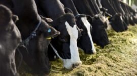 Peternak lokal terima sapi impor dari Australia, sinyal kuatnya sinergi pemerintah-swasta global.. (Dok. ditjenpkh.pertanian.go.id)